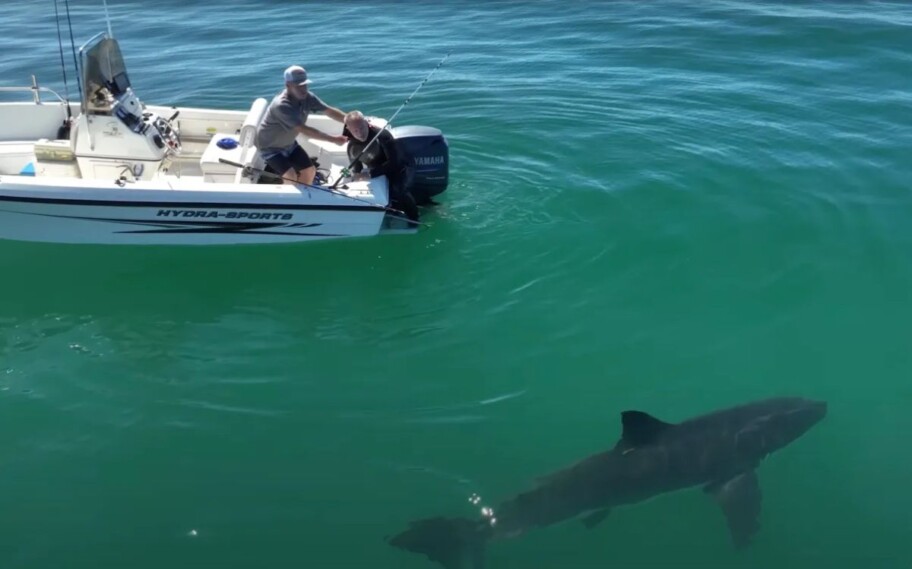 piloto de drone avisa pescadores da presença de tubarão branco
